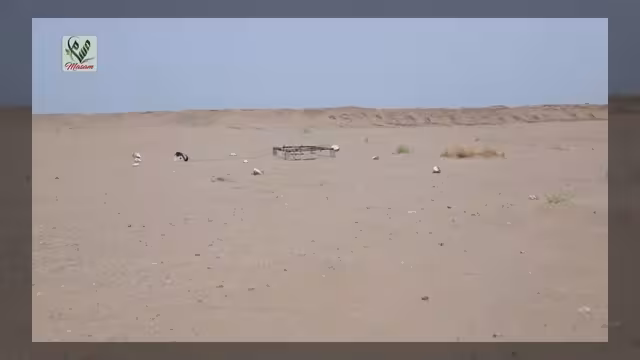 مشروع مسام يكتشف حقل ألغام في منطقة دار الشجاع بالمخا