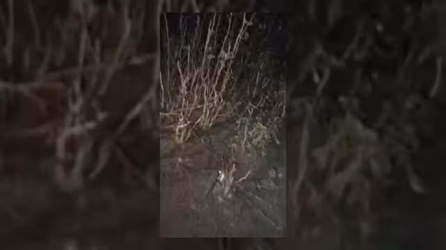 مليشيا الحوثي تقصف قرى ومزارع في الضالع تزامناً مع احتفالات سبتمبر