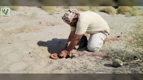 مسام ينتزع 1. 013 لغماً خلال اسبوع زرعتها المليشيات الحوثية