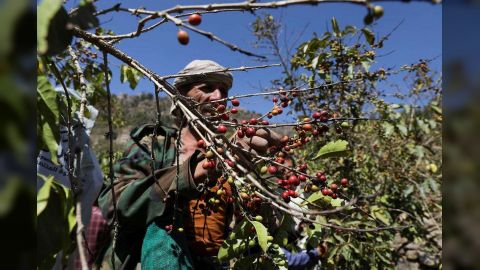 مليشيا الحوثي تبتز مزارعي البُن في جمارك ذمار