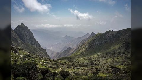 أسوشيتد برس: أشجار دم التنين النادرة لا تنمو إلا في مكان واحد بالعالم... والآن تواجه خطر الانقراض