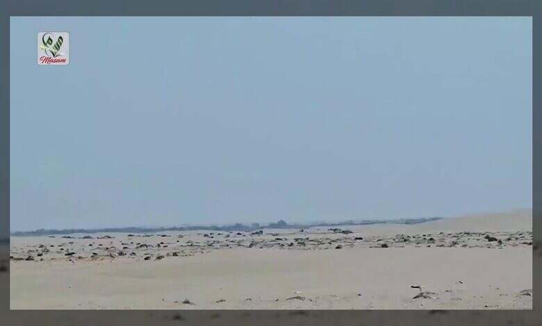 مشروع مسام يزيل أكثر من 4600 لغم حوثي في أبين