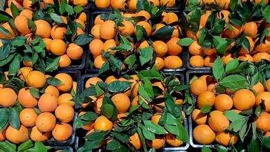 الجوف.. الإجراءات الحوثية تدفع بمنتج البرتقال نحو الانهيار