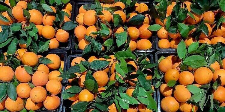 الجوف.. الإجراءات الحوثية تدفع بمنتج البرتقال نحو الانهيار