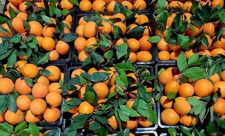 الجوف.. الإجراءات الحوثية تدفع بمنتج البرتقال نحو الانهيار