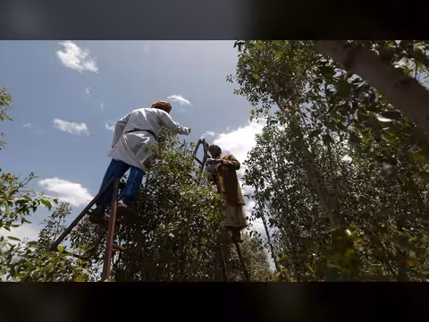 مليشيا الحوثي تختطف مزارعي قات في إب بسبب حماية مزارعهم من السرقة